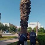 نخيل بنزرت الميّت  جعل أنهج وشوارع المدن بلا روح..