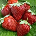 بلاغ توضيحي من وزارة الصحة بخصوص ما يتم تداوله حول عدم سلامة الفراولة بالأسواق