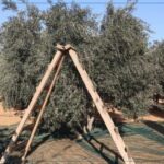 أخبار جهوية