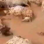 نابل: حصر أضرار القطاع الفلاحي نتيجة الأمطار الغزيرة في شهر جانفي