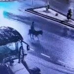 تركيا: سرقة مجوهرات على ظهر حمار..في أغرب حادثة من نوعها