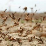 ڨفصة: خطة جهوية للتوقّي من ٱفة الجراد الصحراء..