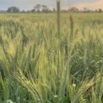 وزارة الفلاحة: رصد أمراض فطرية تهدّد حقول القمح