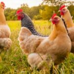 منوبة: حجز طيور دجاج تمّ التزوّد بها على خلاف الصيغ القانونية