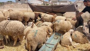 عيد الاضحى: أسعار الأضاحي من نار، بسبب “القشار”